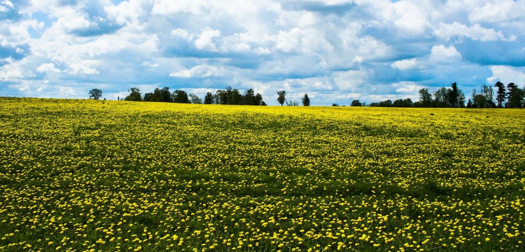 Dandelions spread across field