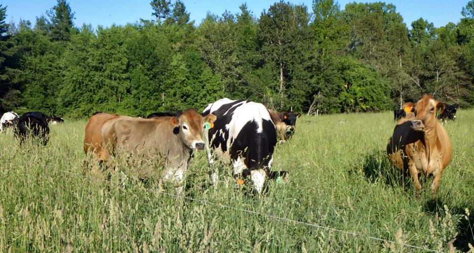 Cattle