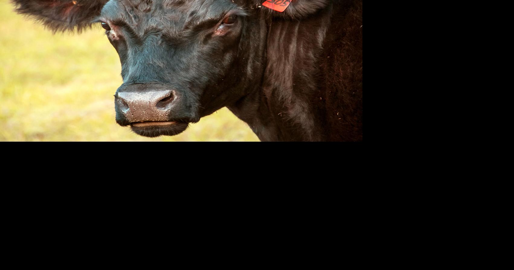 Livestock Auction Calendar September 29 2023