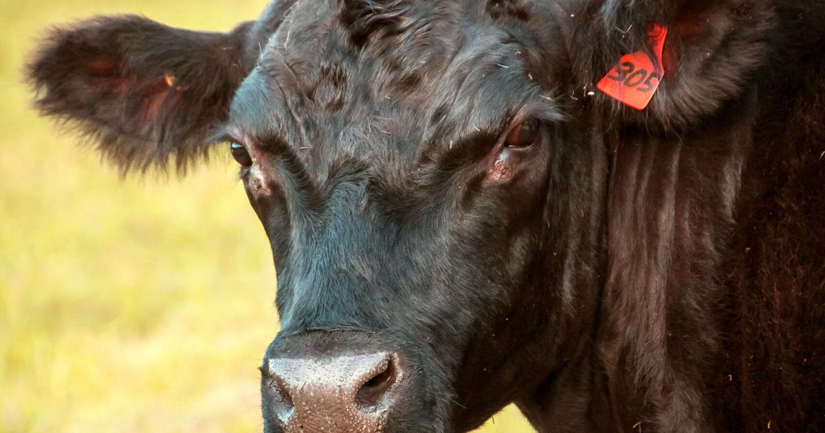 Livestock Auction Calendar September 29 2023 Livestock Auction Calendar September 29 2023