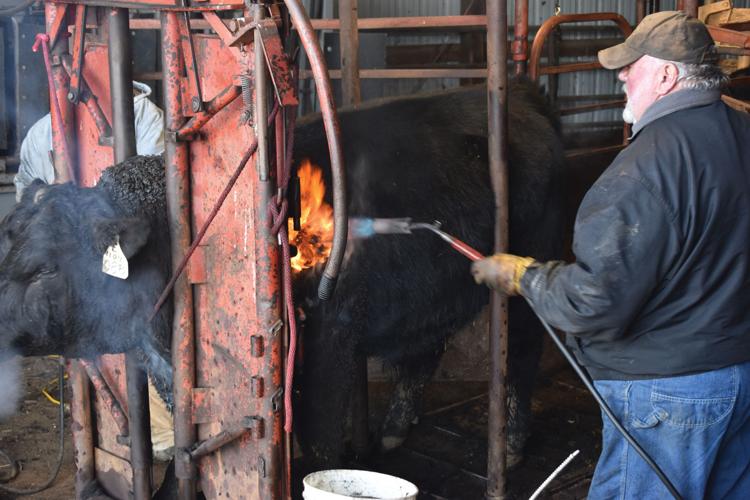 Torching-Cattle-(43).jpg