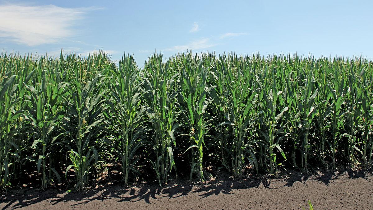 Illinois corn August
