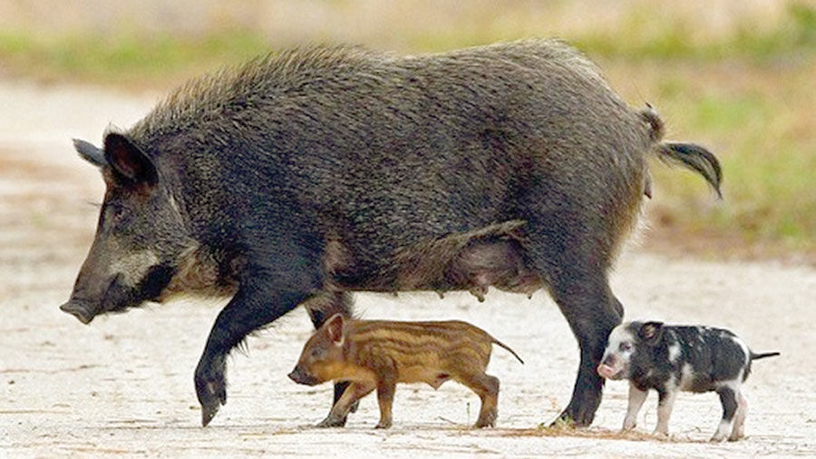 Missouri struggles to control growing feral hog problem