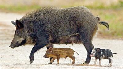 Missouri Struggles To Control Growing Feral Hog Problem State