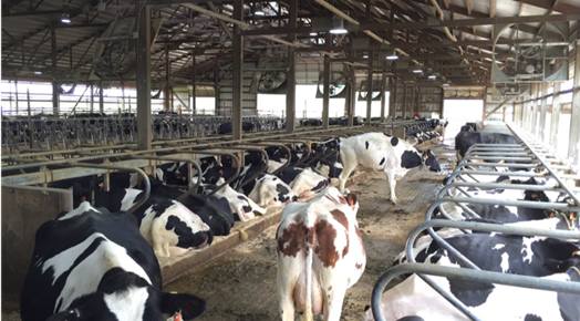 Naturally ventilated barn