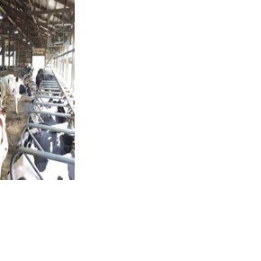 Naturally ventilated barn