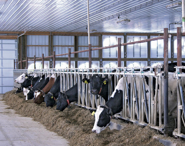 Dairy cows