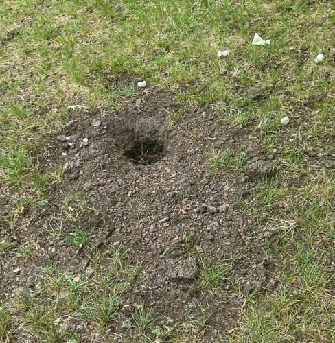 Nest