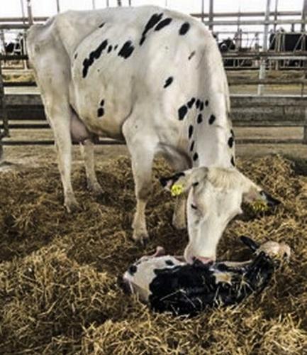 Cow and newborn calf