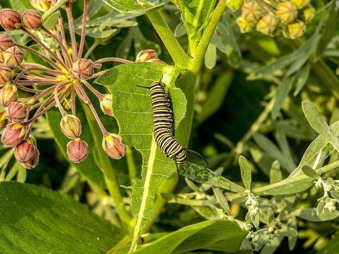Monarch caterpillar