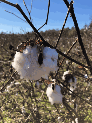 cotton boll