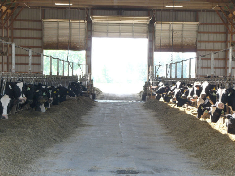 Stocking density makes a difference in cow health Dairy Herd Health