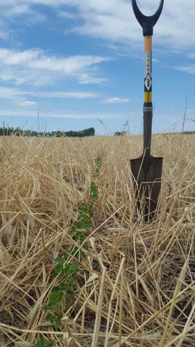 Cover crop management 2.jpg