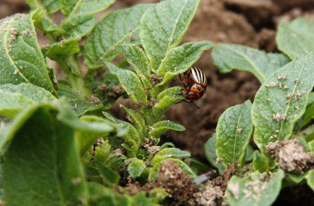 potato-beetle-closeup.jpg