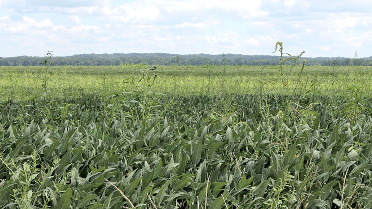 Missouri weeds in corn field