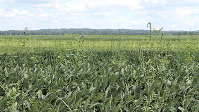 Missouri weeds in corn field