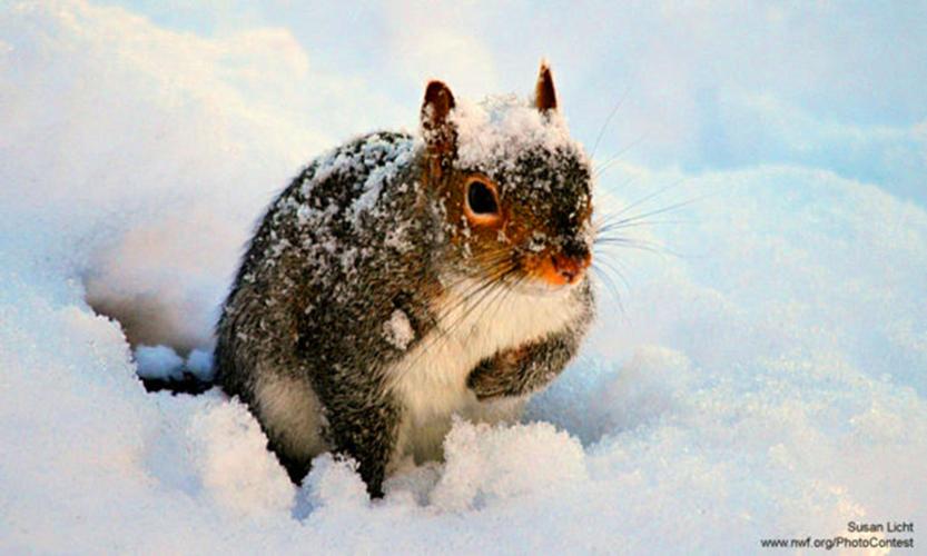 Squirrel in snow