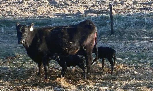 Twin calves