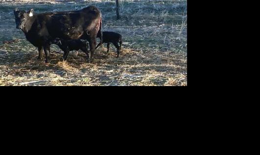 Twin calves