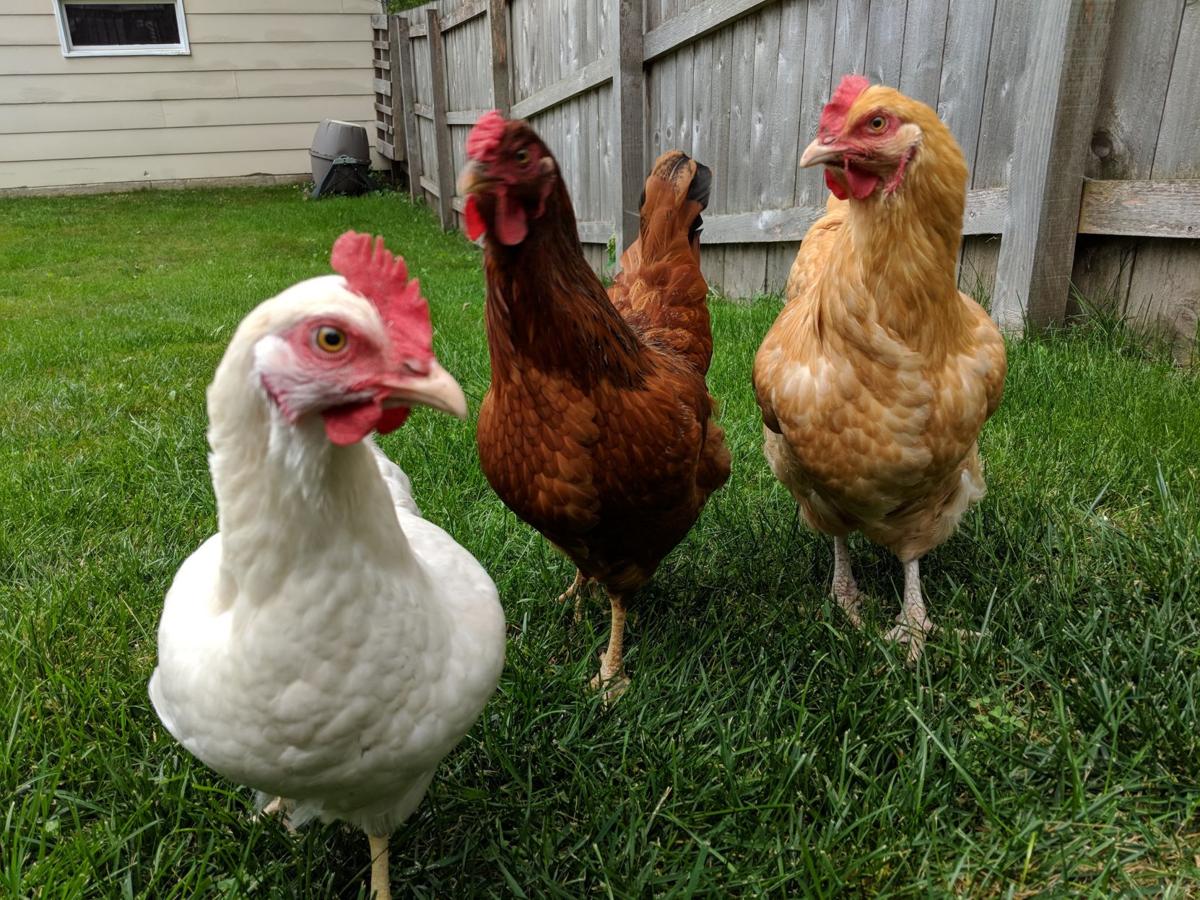 Backyard chickens