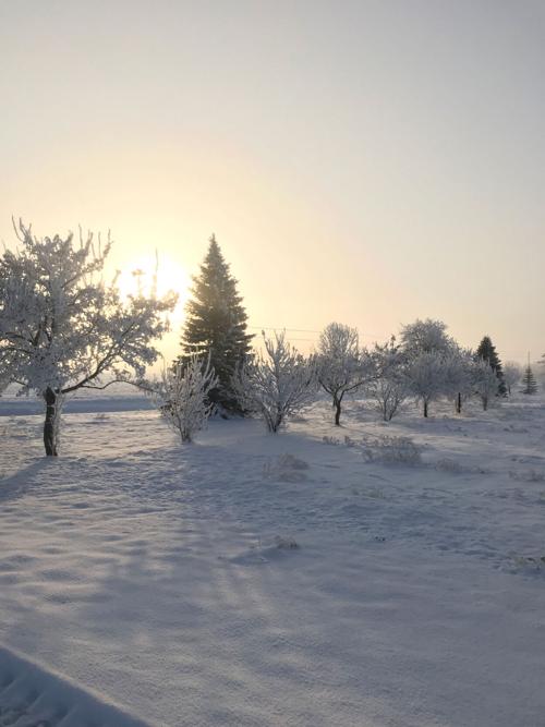 Winter trees