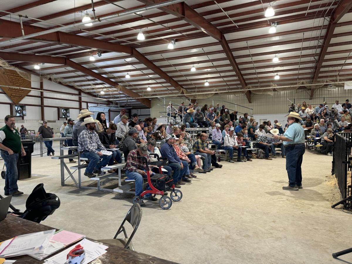 Miles City ewe, ram sale strong despite challenging year in Montana