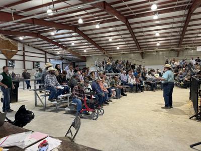 Miles City ewe, ram sale strong despite challenging year in Montana