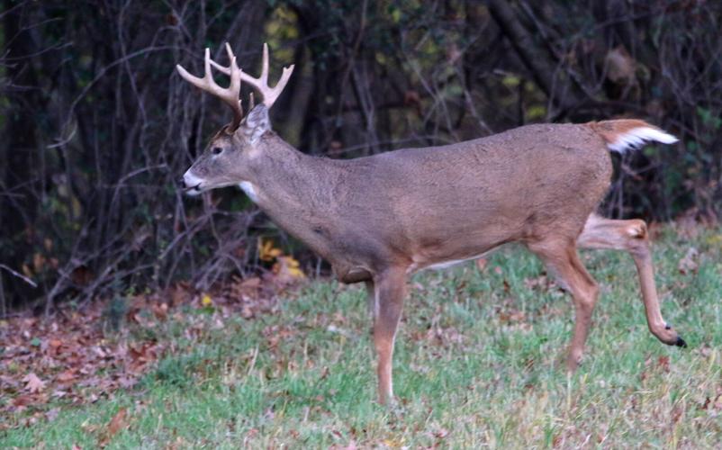 Deer