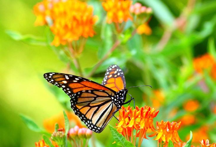 Monarch butterfly