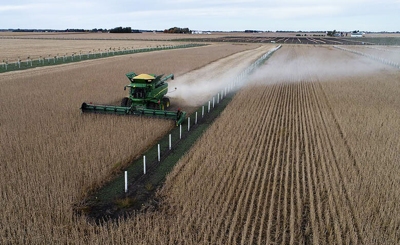 Alley-cropping with grain harvest underway