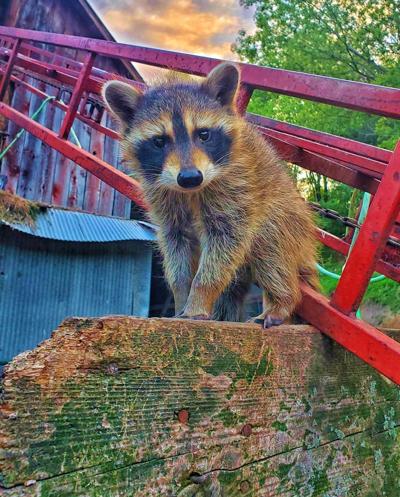 Bandit caught in act
