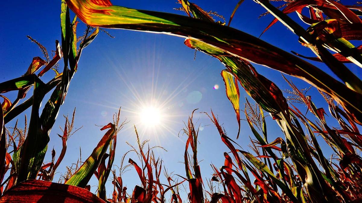 Plants respond to heat differently than humans