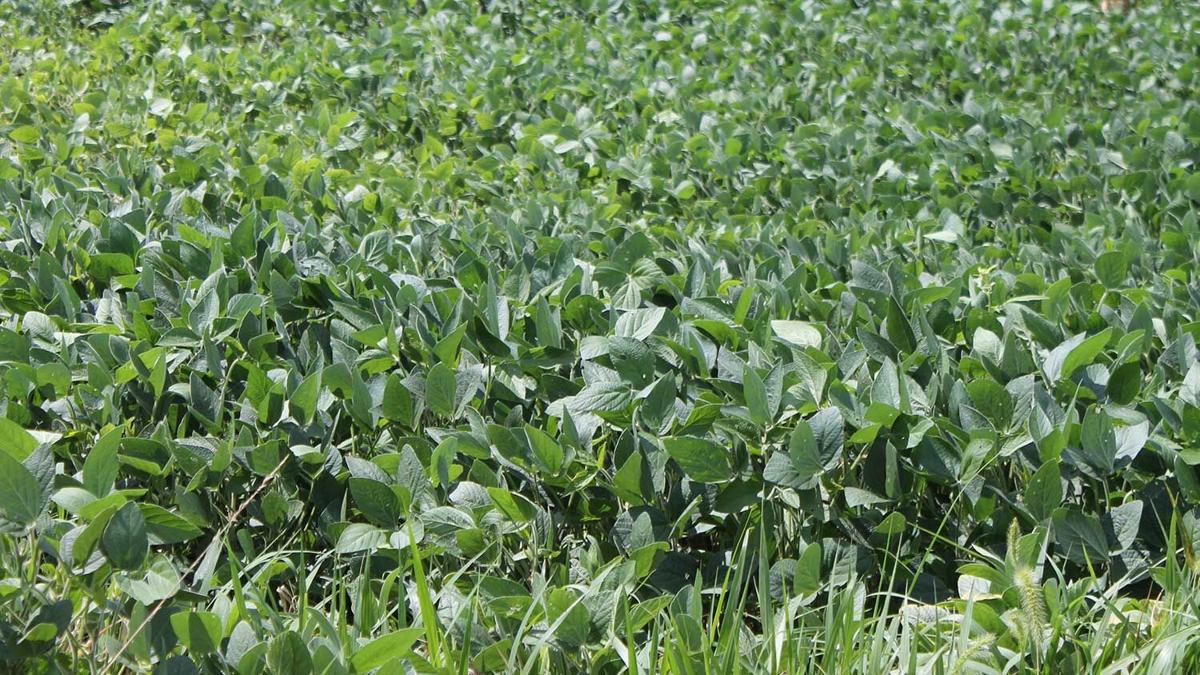 no-weeds-soybeans
