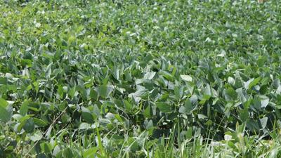 no-weeds-soybeans