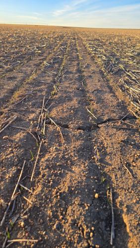 Wheat crop in panhandle 1.jpg