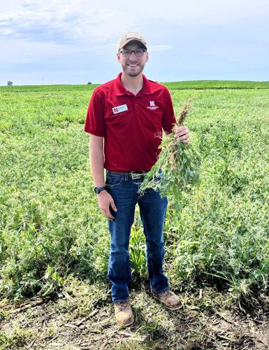 Field pea 1.JPG