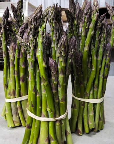 Asparagus bunches