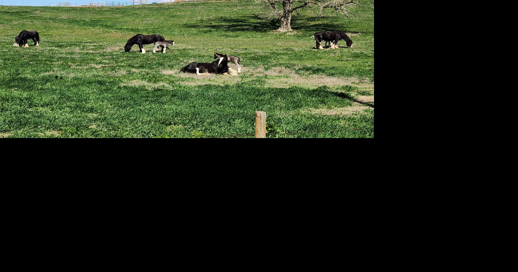 3 mares and babies.jpg