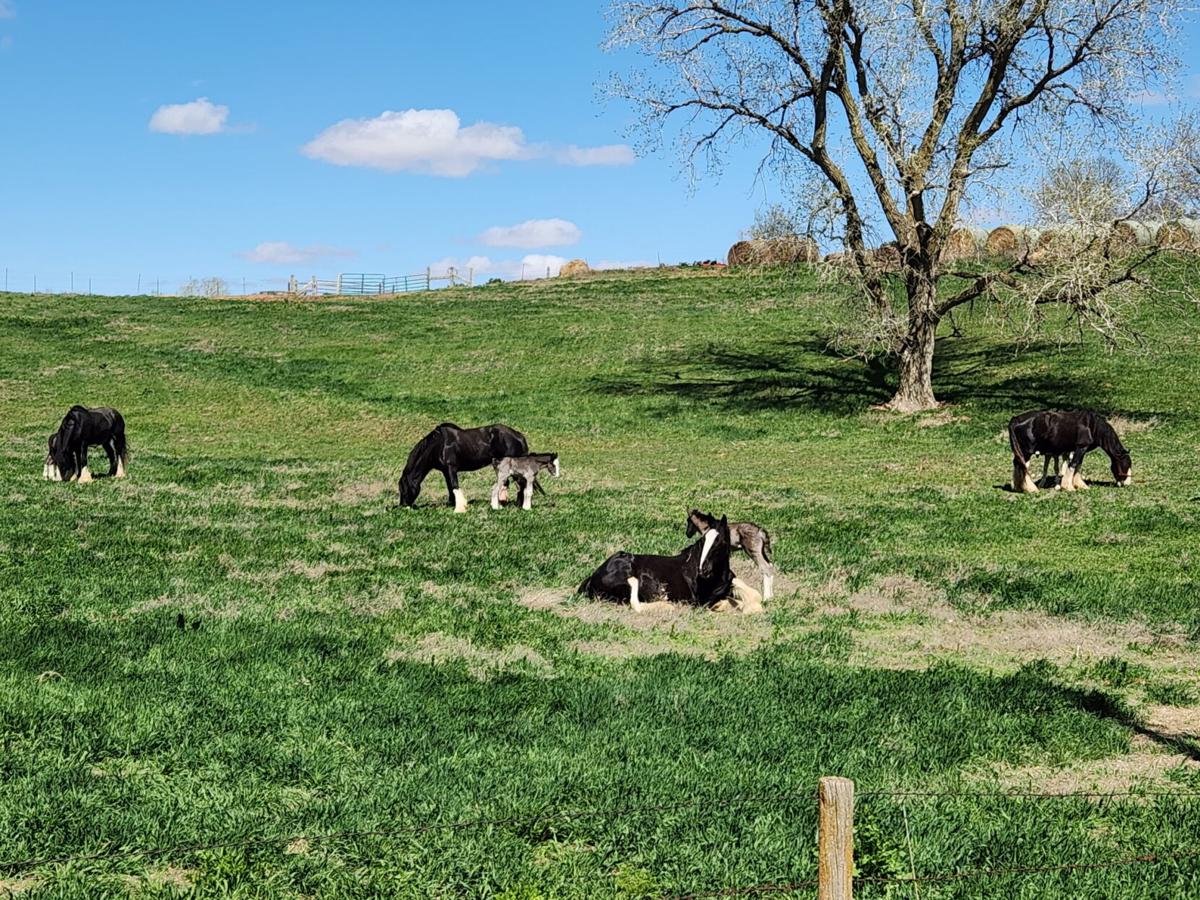 3 mares and babies.jpg