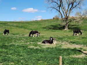 Shires: Draft horses with “chrome”