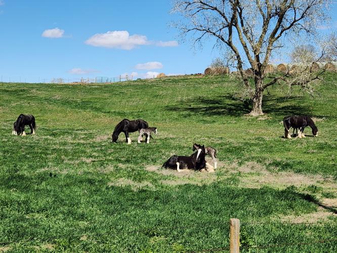 3 mares and babies.jpg