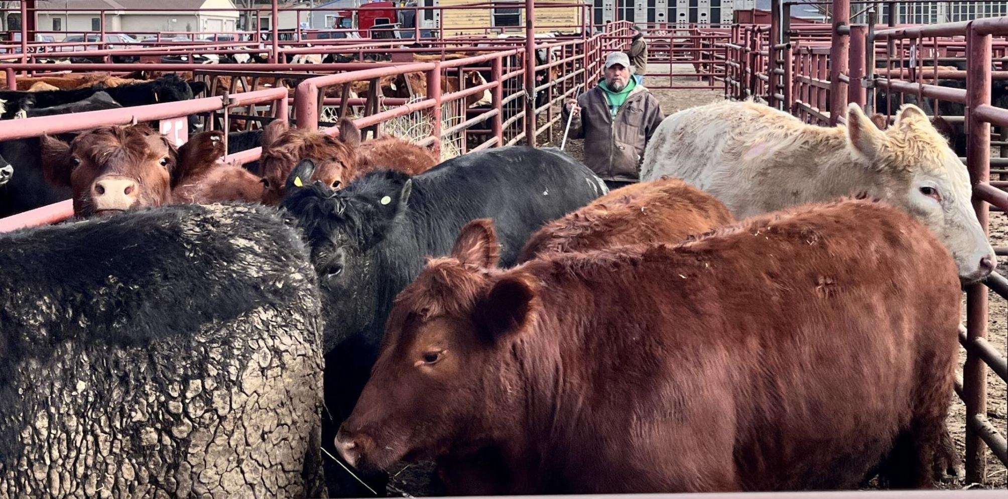 Both sides call for cooperation in proposed animal ID policy