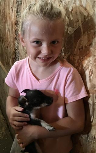 Mangalista hogs (6).jpg