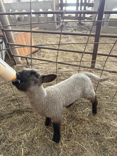 Down on the Farm 3.JPG