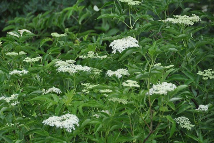 Elderberries