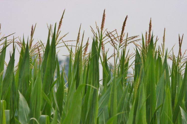 Corn in field