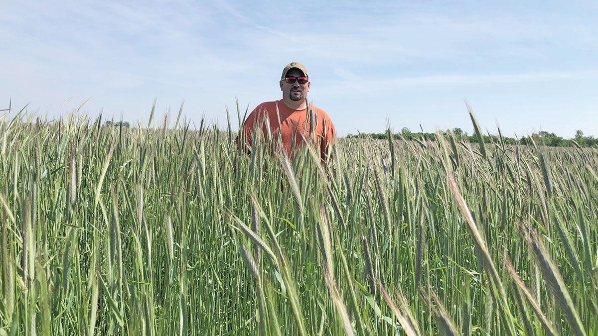 Cereal rye grows on Kris Reynolds’ farm