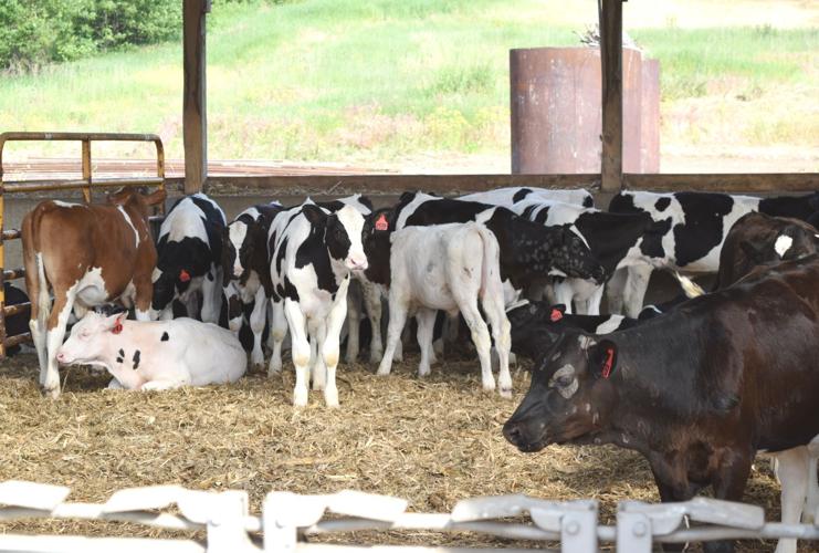 Heifers