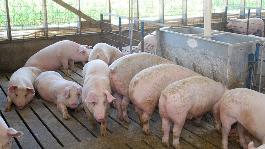 University study finds that larger pig still means tender pork