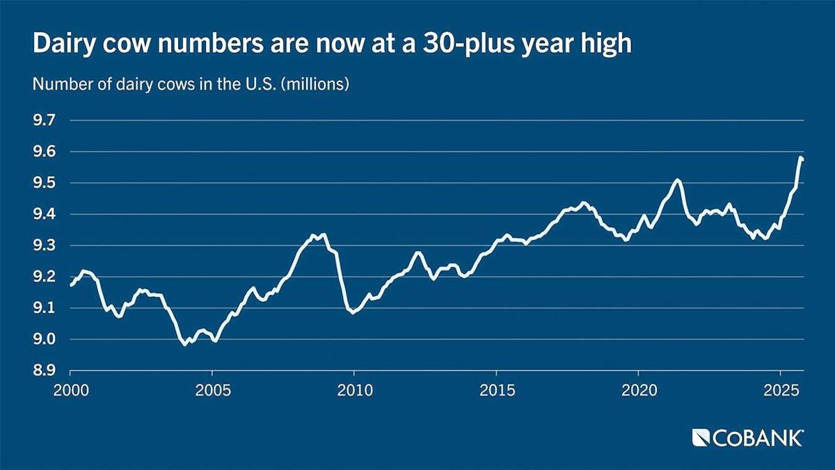 Dairy cow numbers